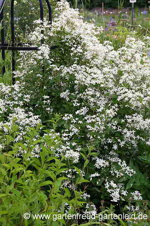 Clematis mandshurica – Mandschurische Waldrebe