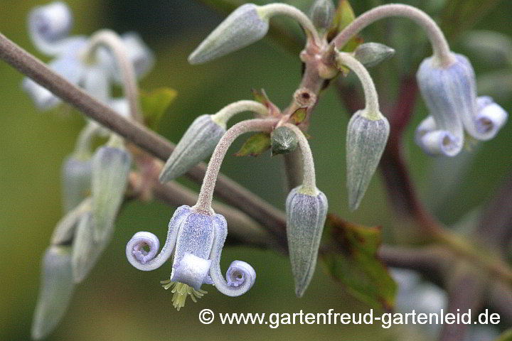 Clematis stans – Japanische Strauch-Waldrebe