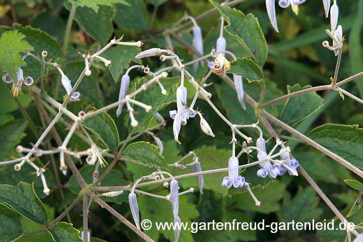 Clematis stans – Japanische Strauch-Waldrebe