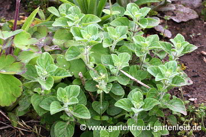 Clinopodium nepeta – (Kleinblütige) Bergminze, Austrieb