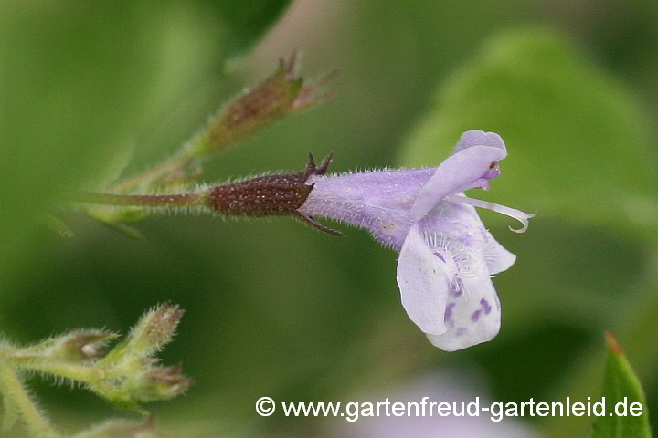 Clinopodium nepeta – (Kleinblütige) Bergminze, Blüte