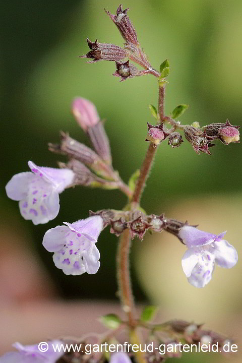 Clinopodium nepeta – (Kleinblütige) Bergminze