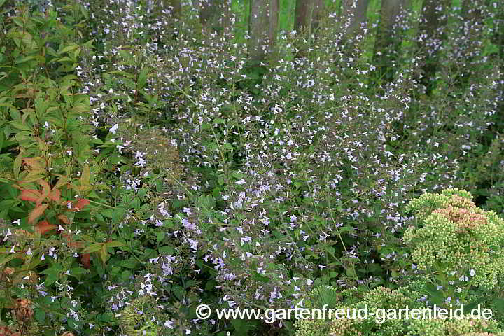 Clinopodium nepeta – (Kleinblütige) Bergminze