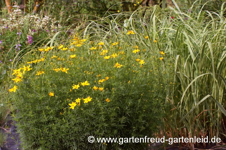 Coreopsis verticillata 'Grandiflora' mit Miscanthus sinensis 'Pünktchen' (rechts) und verblühter Lupinus polyphyllus (im Hintergrund)