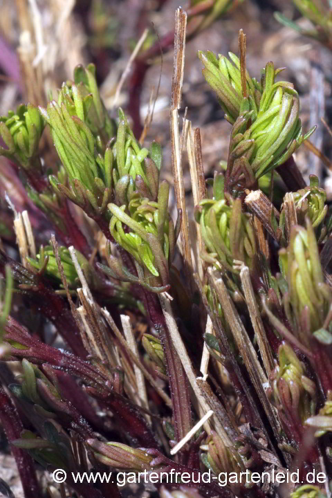 Coreopsis verticillata 'Grandiflora' – Mädchenauge, Austrieb