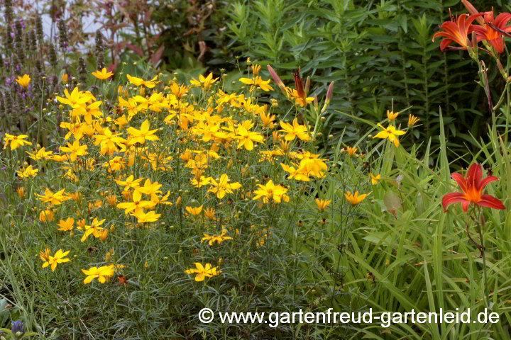 Coreopsis verticillata 'Grandiflora' mit Hemerocallis-Hybride – Mädchenauge, Netzblattstern mit Taglilie