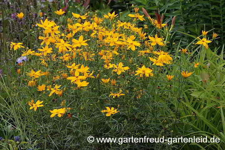 Coreopsis verticillata 'Grandiflora' – Mädchenauge, Netzblattstern