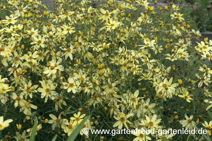 Coreopsis verticillata 'Moonbeam' – Mädchenauge, Netzblattstern