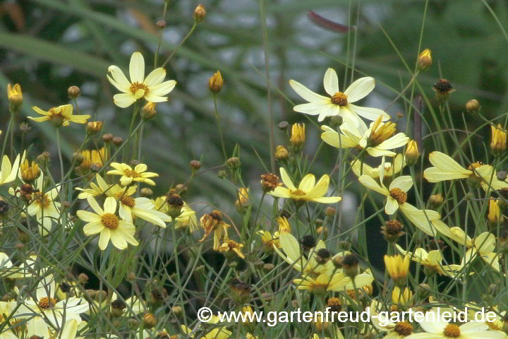 Coreopsis verticillata 'Moonbeam' – Mädchenauge, Netzblattstern