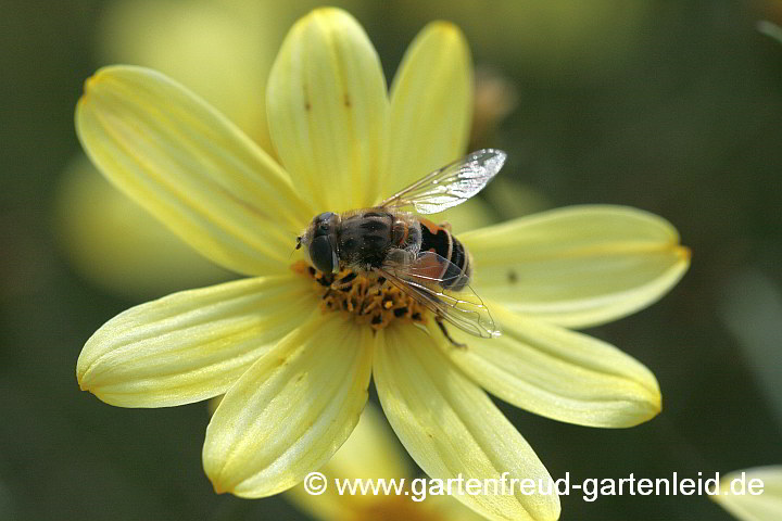 Coreopsis verticillata 'Moonbeam' – Mädchenauge, Kleine Keilfleckschwebfliege