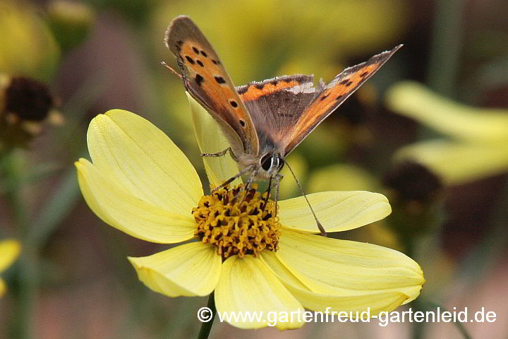 Coreopsis verticillata 'Moonbeam' – Mädchenauge