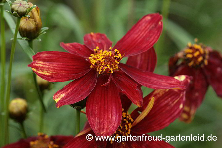 Coreopsis verticillata 'Route 66' ® – Mädchenauge