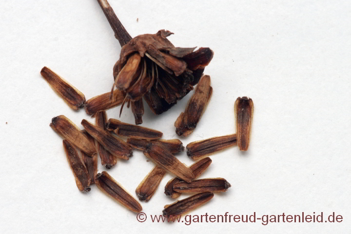 Coreopsis verticillata – Mädchenauge, Netzblattstern – Samen