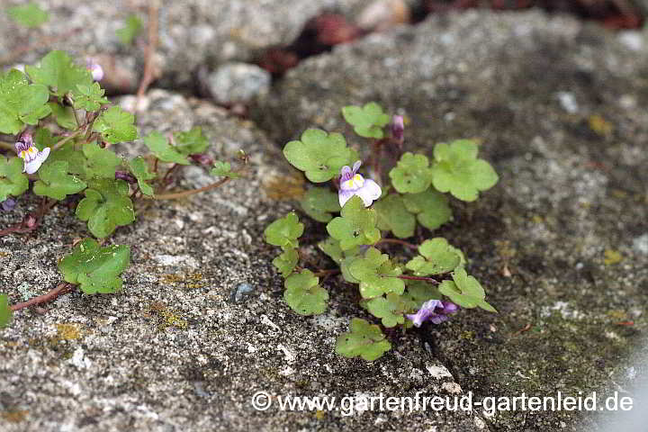 Cymbalaria muralis – Mauer-Zimbelkraut