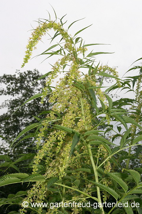 Datisca cannabina männlich – Scheinhanf, Bastardhanf