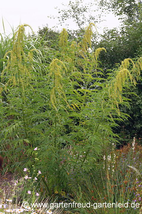 Datisca cannabina (männlich) – Scheinhanf, Bastardhanf