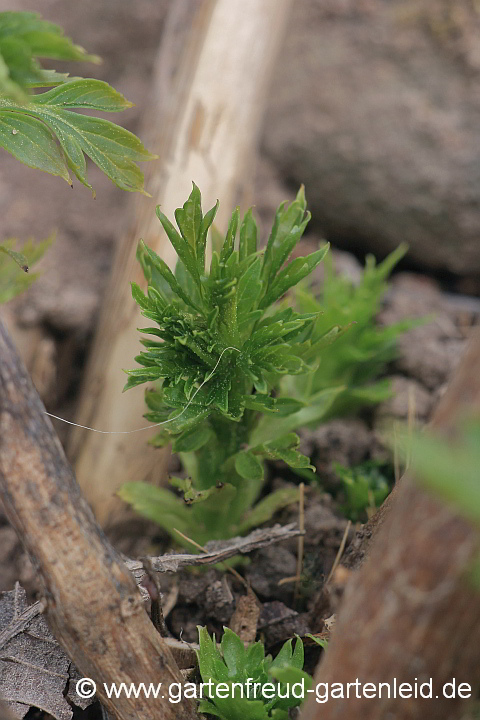 Austrieb Datisca cannabina – Scheinhanf, Bastardhanf