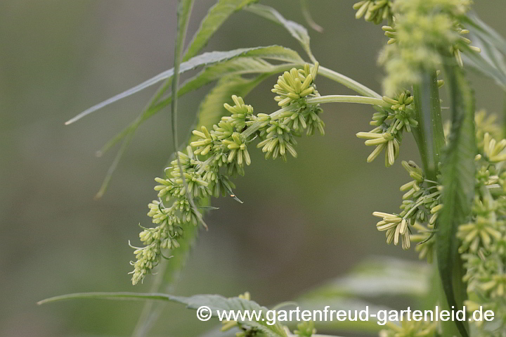 Datisca cannabina – männliche Blüten