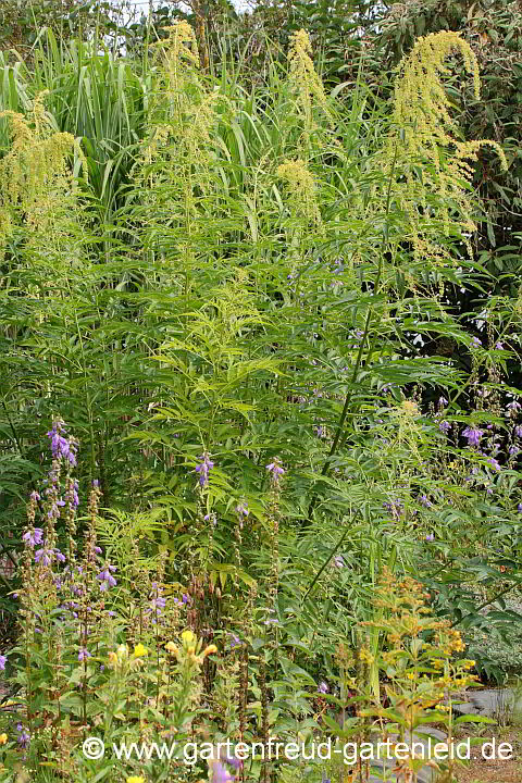 Datisca cannabina männlich – Scheinhanf, Bastardhanf