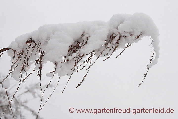 Datisca cannabina männlich mit Schneehaube