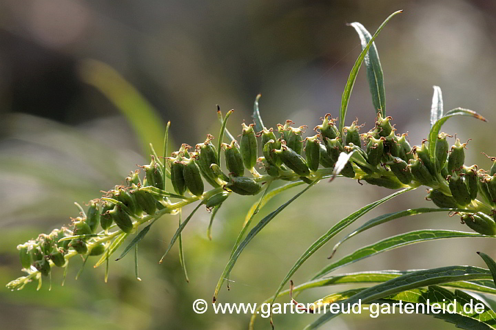 Datisca cannabina weiblich – Fruchtstand