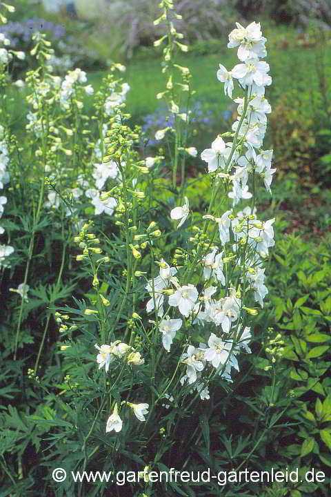 Delphinium Belladonna-Gruppe 'Casa Blanca' – Verzweigter Rittersporn