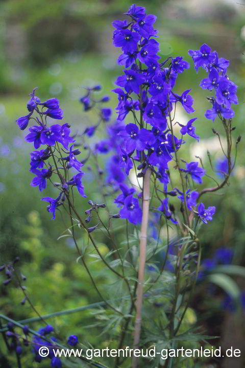 Delphinium Belladonna-Gruppe 'Bellamosum' – Verzweigter Rittersporn