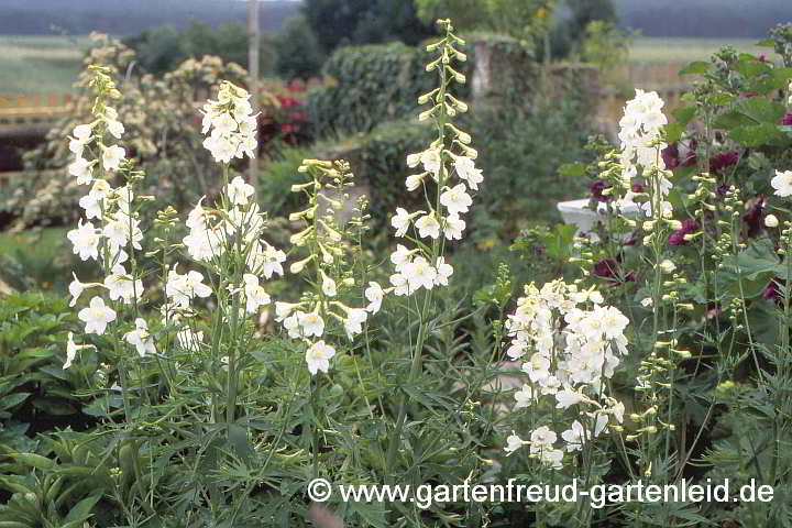 Delphinium Belladonna-Gruppe 'Casa Blanca' – Verzweigter Rittersporn