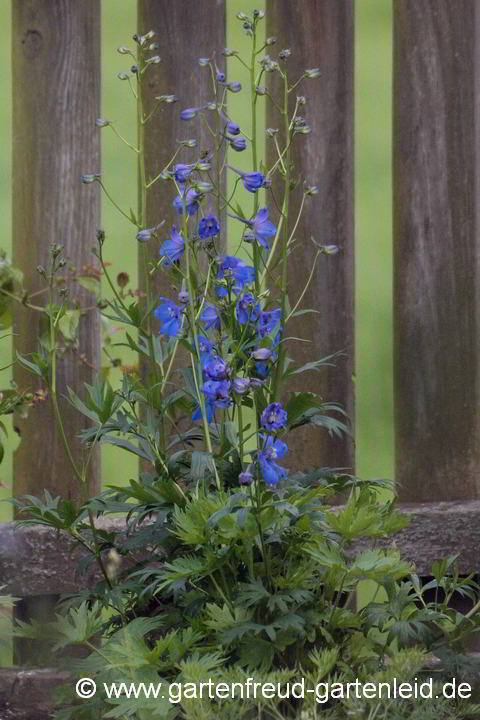 Delphinium Belladonna-Gruppe 'Piccolo' – Verzweigter Rittersporn