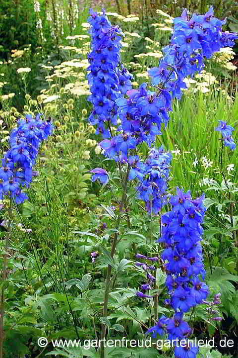 Delphinium 'Finsteraarhorn' – Rittersporn vor Achillea millefolium