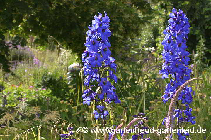 Delphinium Elatum-Gruppe 'Finsteraarhorn' – Hoher Garten-Rittersporn