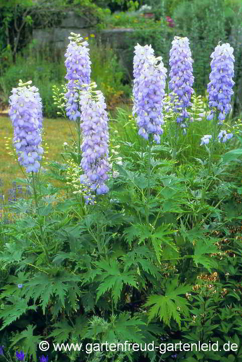 Delphinium Elatum-Gruppe 'Ariel' – Hoher Garten-Rittersporn