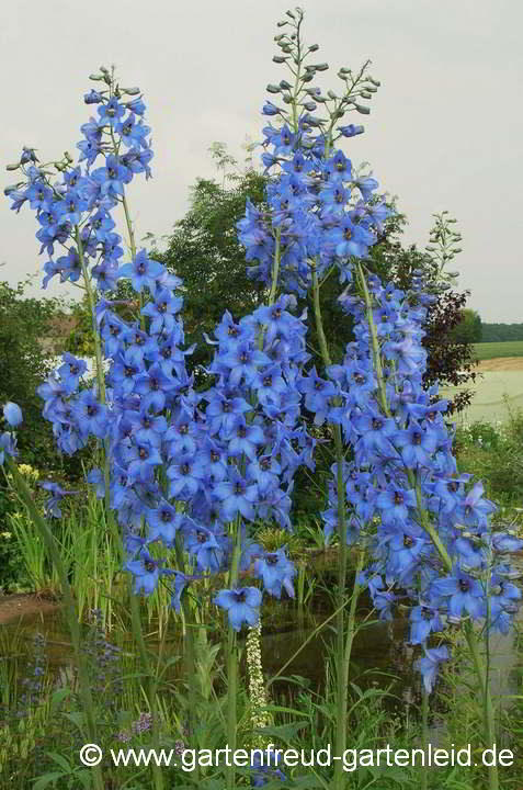 Delphinium Elatum-Gruppe 'Blauwal' – Hoher Garten-Rittersporn