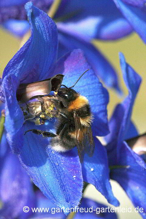 Delphinium – Rittersporn mit Hummel