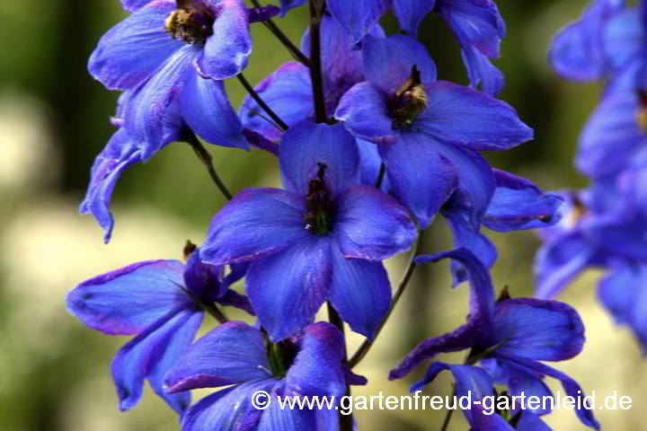 Delphinium Elatum-Gruppe 'Finsteraarhorn' – Hoher Garten-Rittersporn