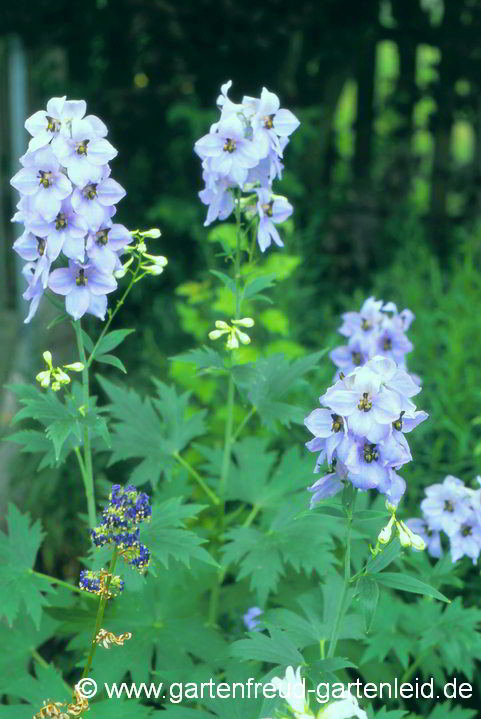 Delphinium Elatum-Gruppe 'Morgentau' – Hoher Garten-Rittersporn