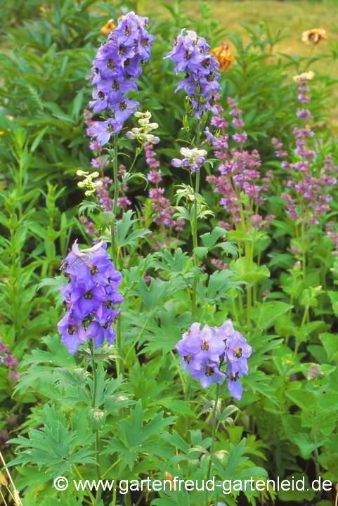 Delphinium Elatum-Gruppe 'Ouvertüre' – Hoher Garten-Rittersporn