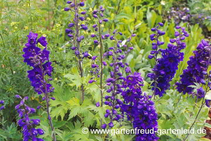 Delphinium Pacific-Gruppe `Black Knight´ – Pacific-Rittersporn