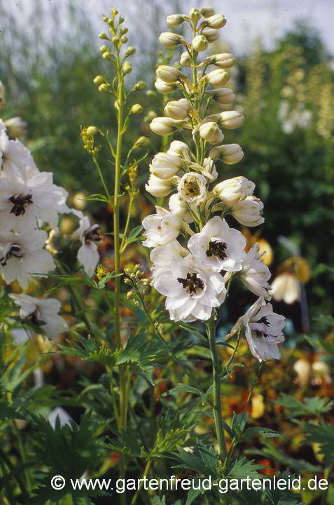 Delphinium Pacific-Gruppe 'Percival' – Pacific-Rittersporn