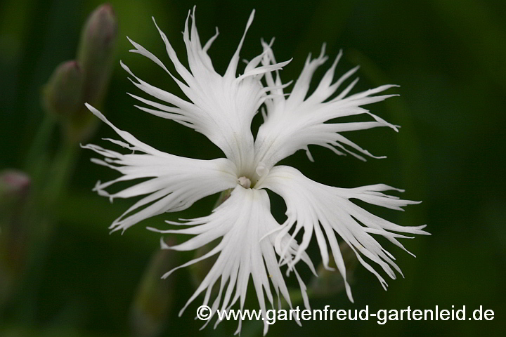 Dianthus arenarius – Gewöhnliche Sand-Nelke