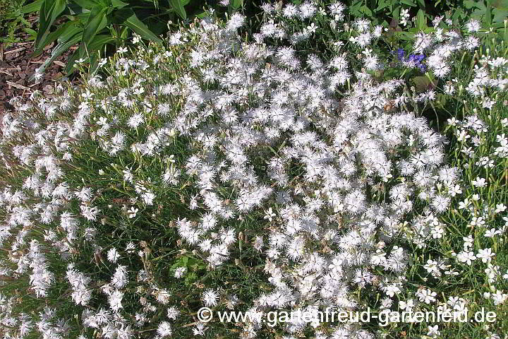 Dianthus arenarius – Gewöhnliche Sand-Nelke