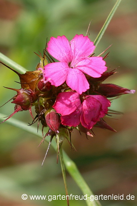 Dianthus carthusianorum – Karthäuser-Nelke