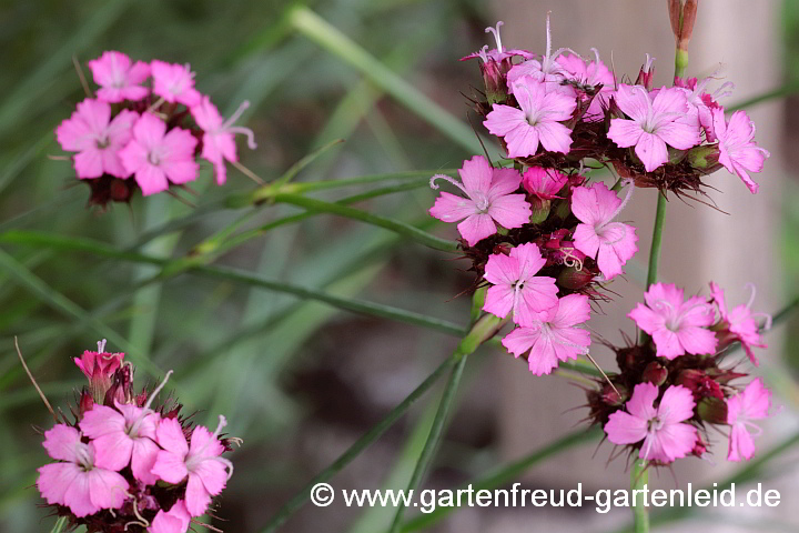 Dianthus carthusianorum – Karthäuser-Nelke