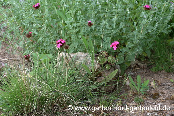 Dianthus carthusianorum – Karthäuser-Nelke