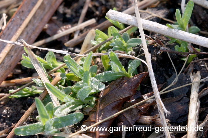 Dianthus deltoides – Heide-Nelke