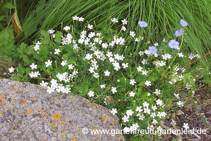 Dianthus deltoides 'Albus' – Heide-Nelke