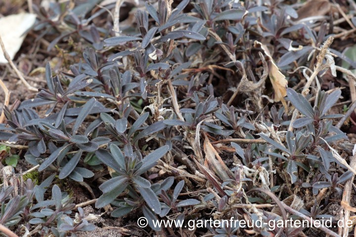Dianthus deltoides &ndash; Heide-Nelke