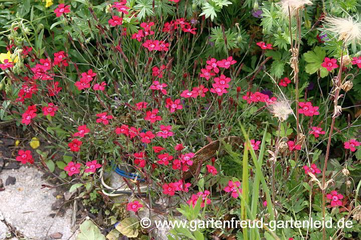 Dianthus deltoides – Heide-Nelke