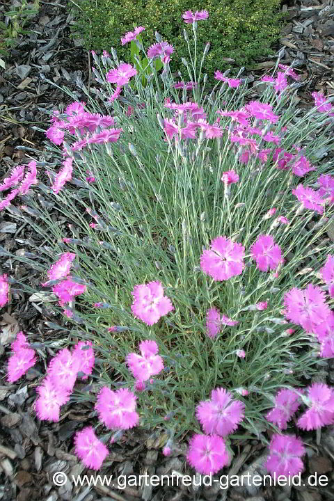 Dianthus gratianopolitanus – Pfingst-Nelke