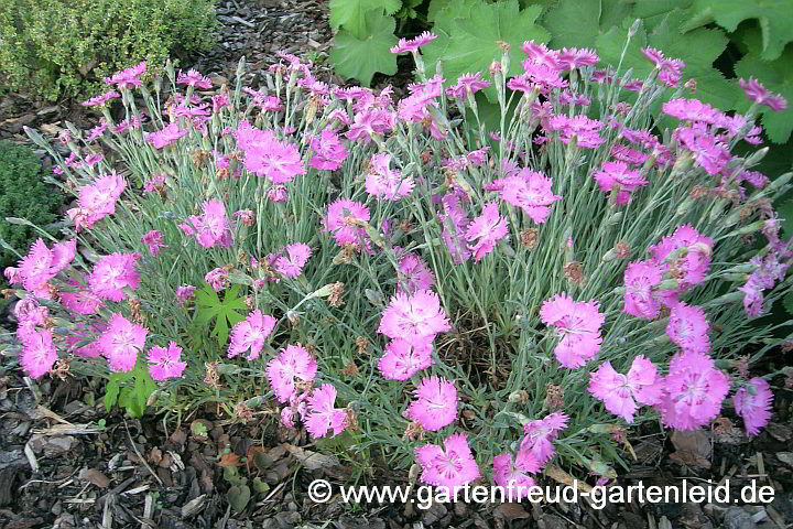 Dianthus gratianopolitanus – Pfingst-Nelke